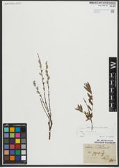 Foto von Salix repens subsp. rosmarinifolia (L.) Andersson